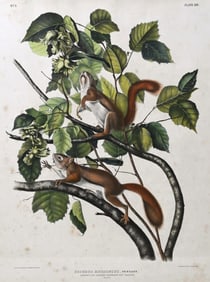 John James Audubon (American 1785-1851)