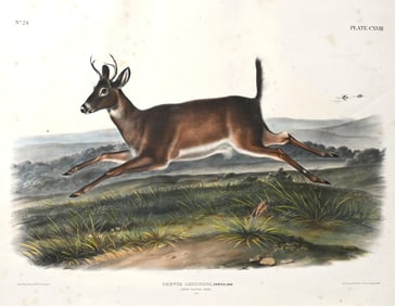 John James Audubon (American 1785-1851) and John Woodhouse Audubon (American 1812-1862)
