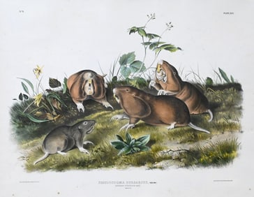John James Audubon (American 1785-1851)