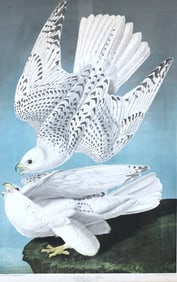 John James Audubon (American 1785-1851)