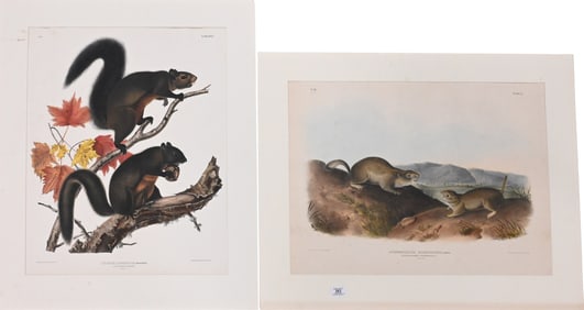 Two: John James Audubon (American 1785-1851)