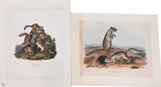 Two: John James Audubon (American 1785-1851)