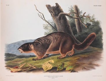 John James Audubon (American 1785-1851) and John Woodhouse Audubon (American 1812-1862)