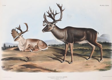 John James Audubon (American 1785-1851) and John Woodhouse Audubon (American 1812-1862)
