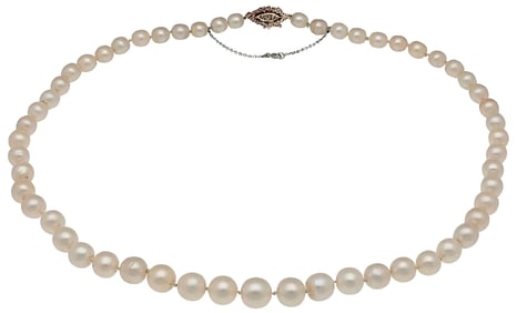 Natural Saltwater Pearls (Pinctada Species) Necklace