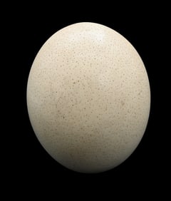 Ostrich Egg