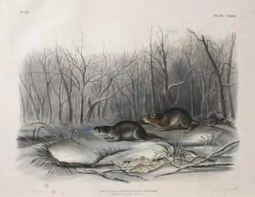 Two: John James Audubon (American 1785-1851) and John Woodhouse Audubon (American 1812-1862)