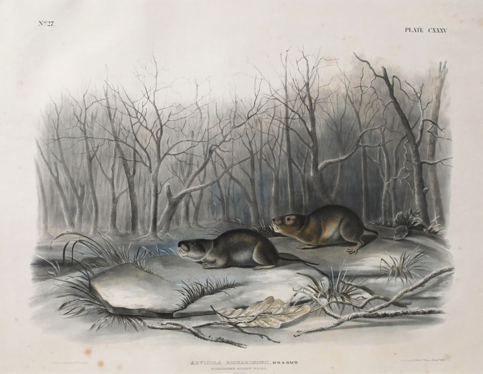 Two: John James Audubon (American 1785-1851) and John Woodhouse Audubon (American 1812-1862) (1 of 20)