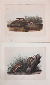 Six: John James Audubon (American 1785-1851) and John Woodhouse Audubon (American 1812-1862)