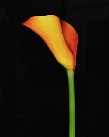 John Woolf (American B.1952)