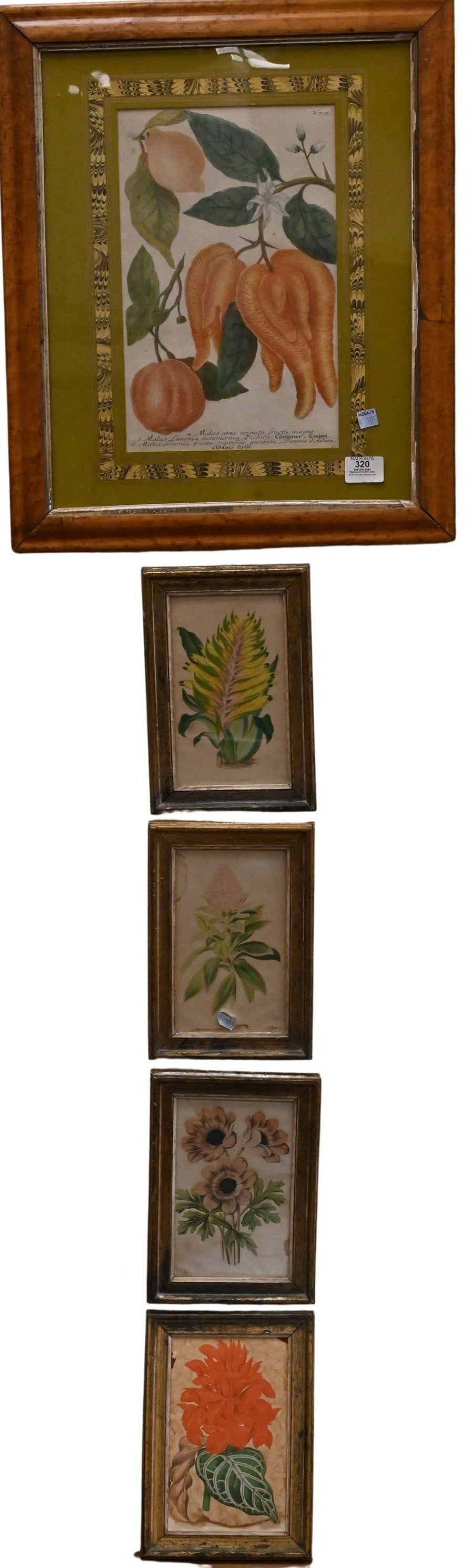 Five Framed Botanicals (1 of 4)