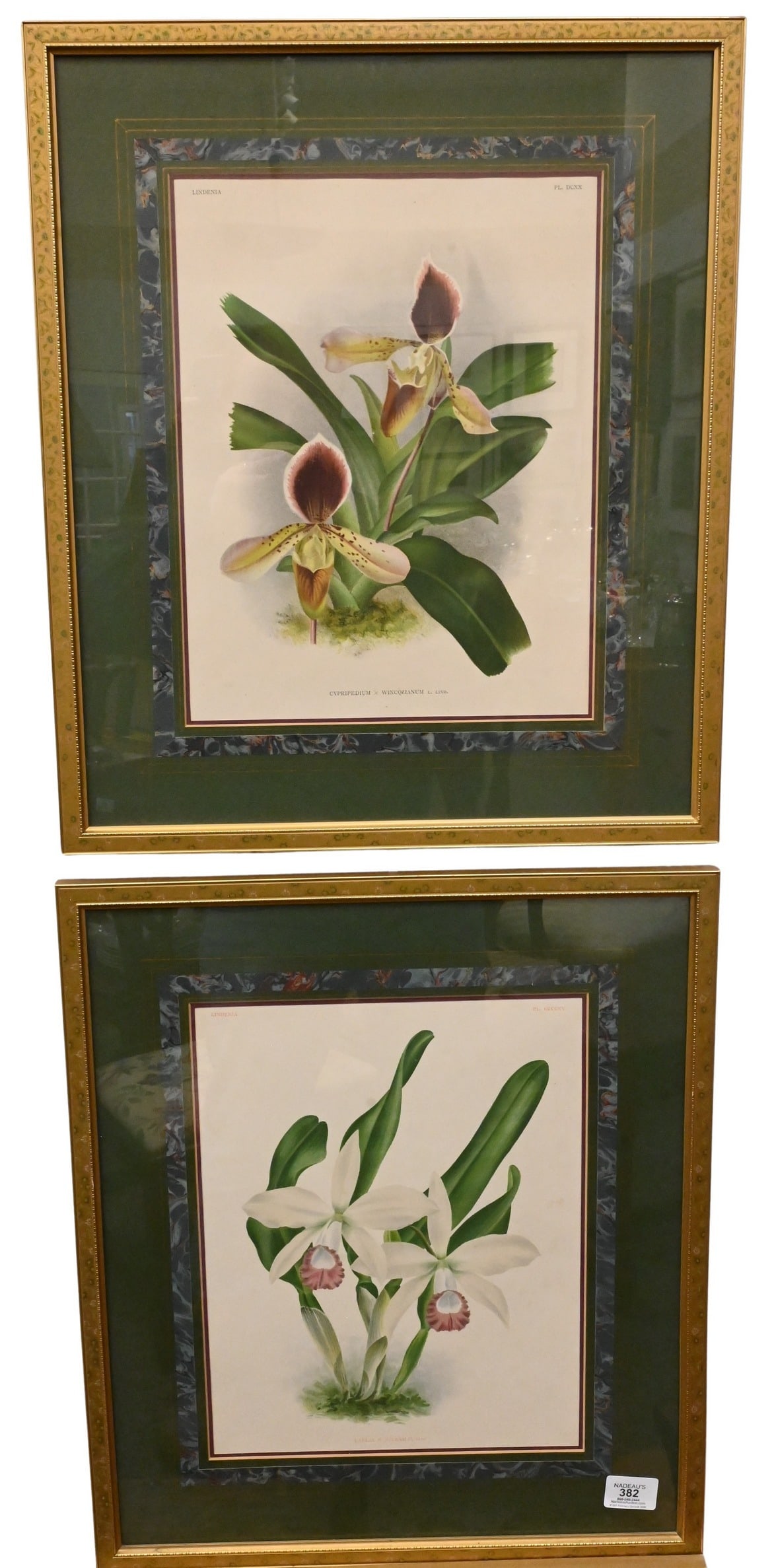 Set of Four Framed Botanicals after Jean Linden (Belgian 1817-1898) (1 of 3)