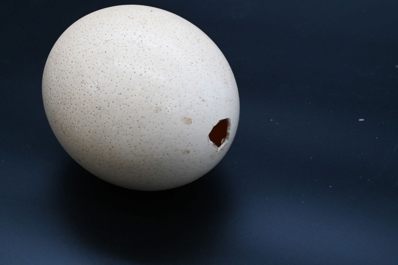 Ostrich Egg - 2