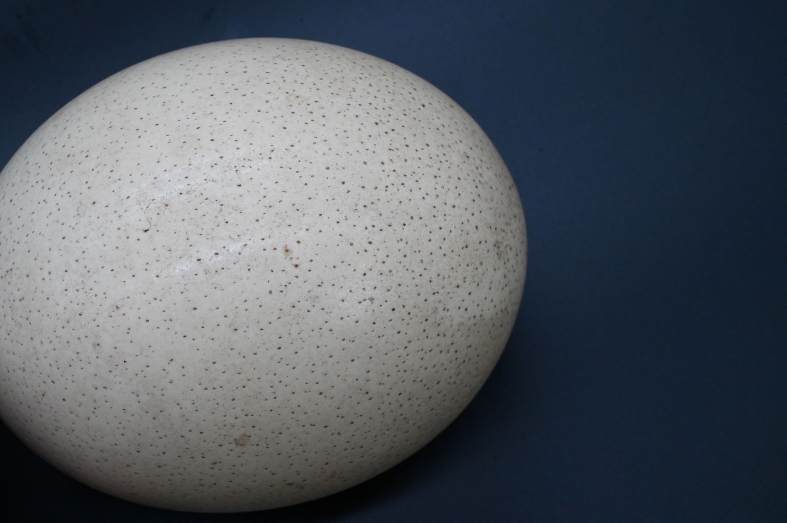 Ostrich Egg - 3