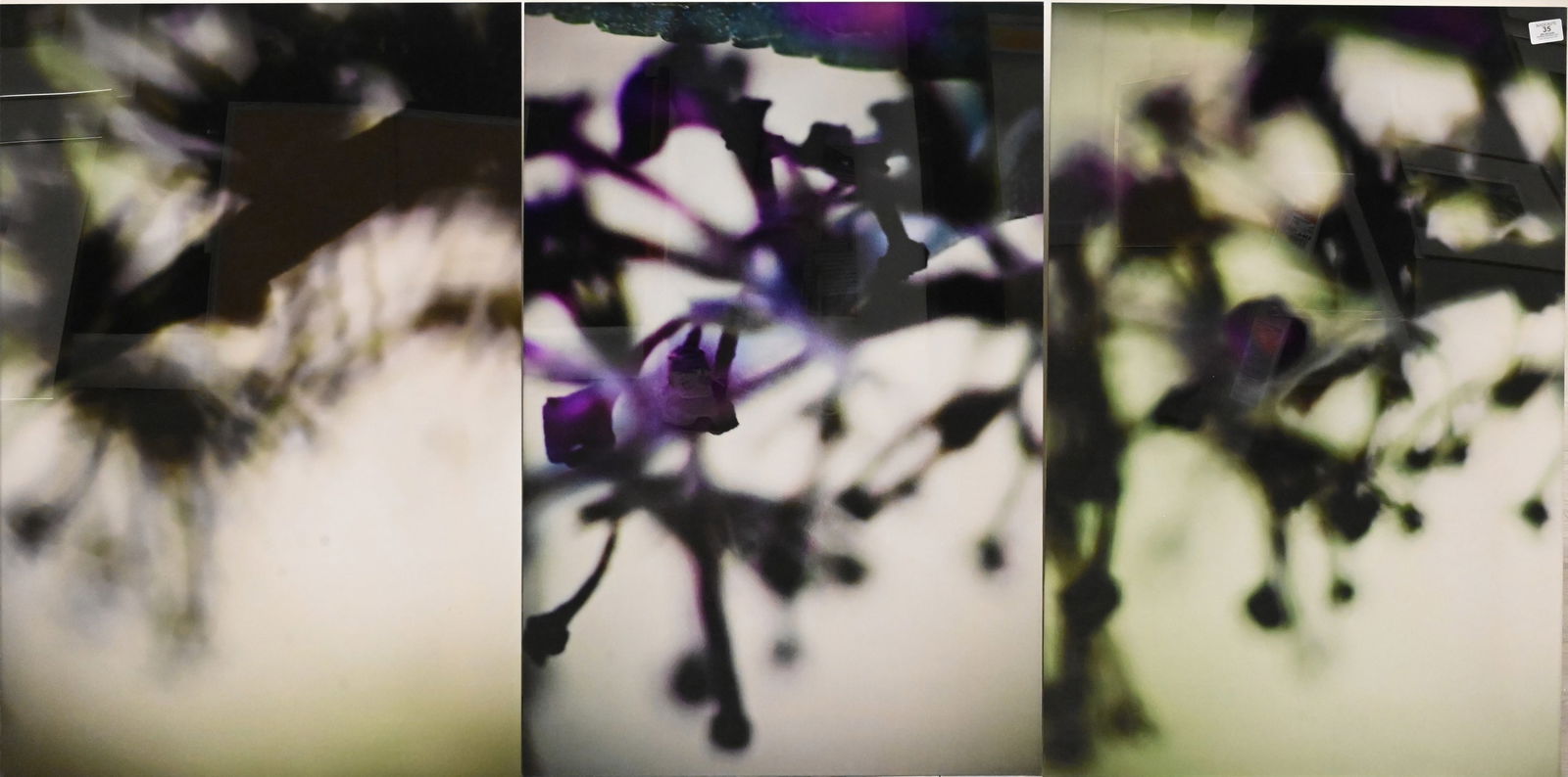 Three: Laetizia Bazzoni (Brussels B.1978): Three: Laetizia Bazzoni (Brussels B.1978) "Vegetal" Plant Series, 2008 Photograph serigraphs mounted, editions 12/150, 11/150, 11/150 35 1/2" x 23 1/2" Provenance: Property from a Private