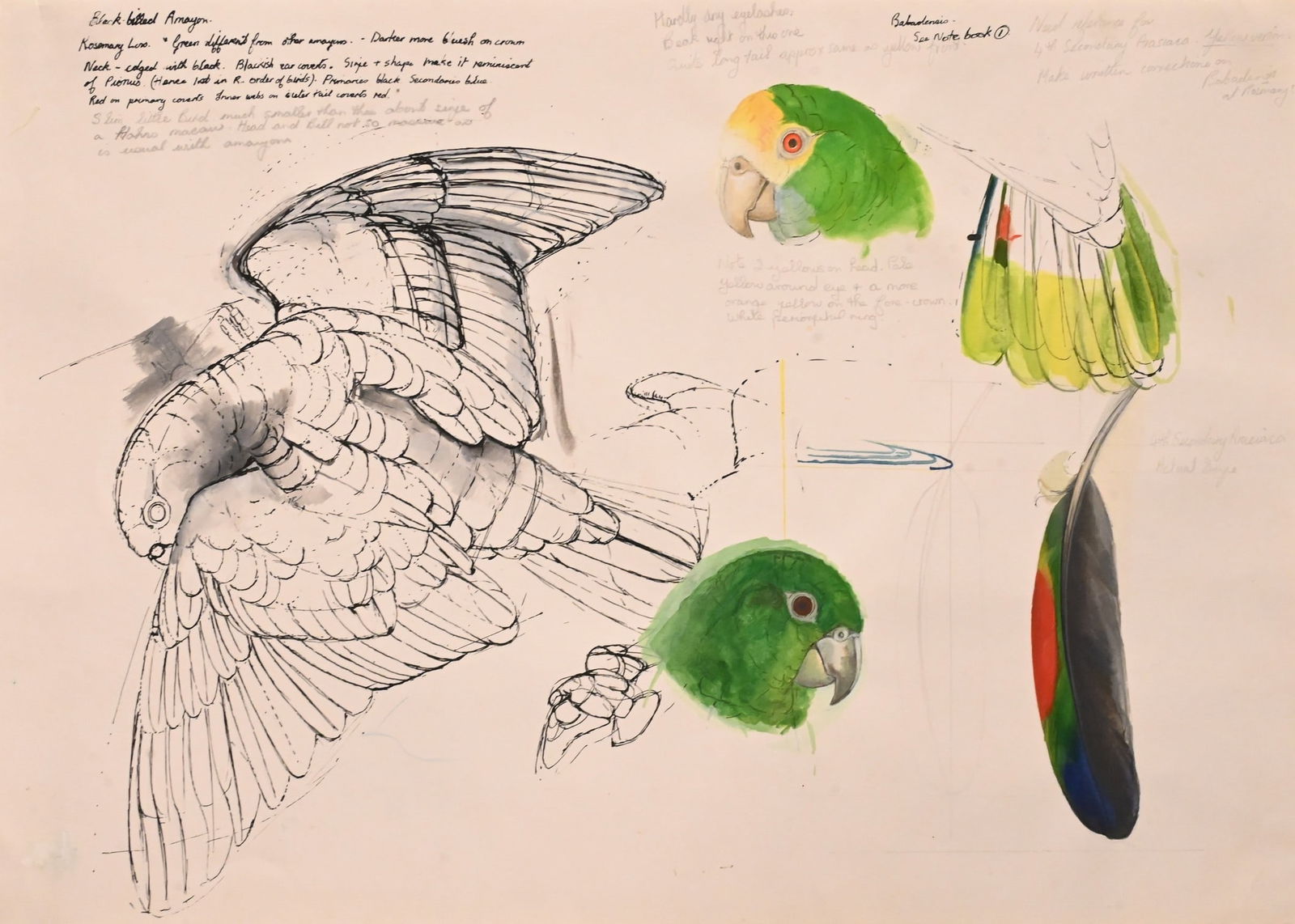 Elizabeth Butterworth (British B.1949): Elizabeth Butterworth (British B.1949) "Black Billed Amazon" Watercolor, gouache, pen and ink on paper Mixed-media ornithological study on paper depicting an Amazon parrot, with studies of the head, w