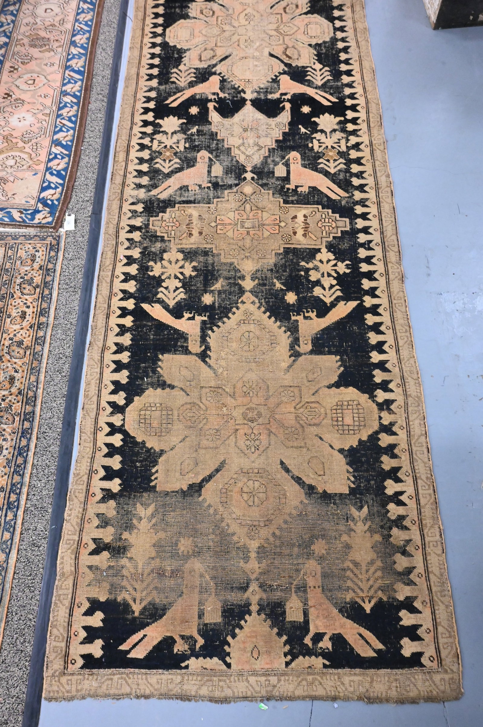 Caucasian Runner - 2