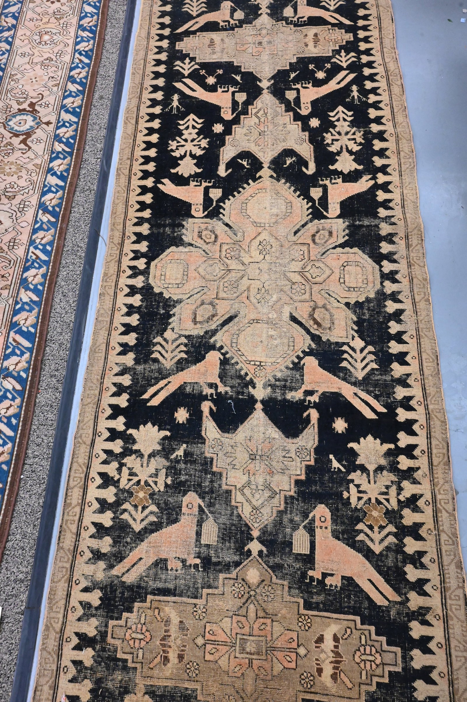 Caucasian Runner - 3