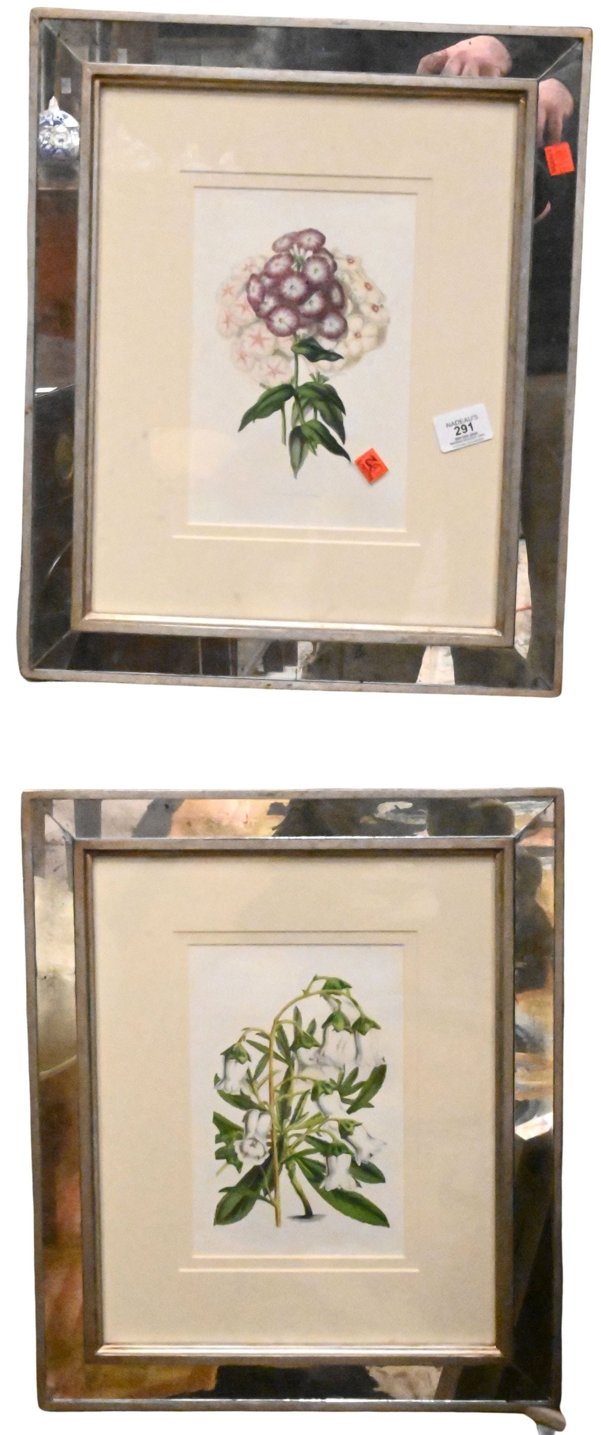 Set of Five Trowbridge Botanicals in Mirrored Silver Frames: Set of Five Trowbridge Botanicals in Mirrored Silver Frames "Gladiolus" by Louis Van Houtte "Oeillet Louis Napoleon or Dianthus Caryophyllus" "Primula or Auricula" "Cosmanthus Grandflora" Etc...