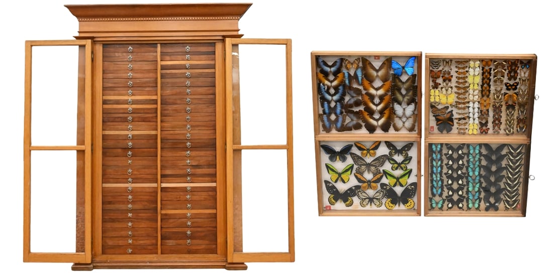 Large Victorian Butterfly Specimen Entomology Cabinet: Large Victorian Butterfly Specimen Entomology Cabinet Two pane glass doors opening to an interior fitted with 48 full specimen drawers, each having brass ring pulls and designed for mounted specimens