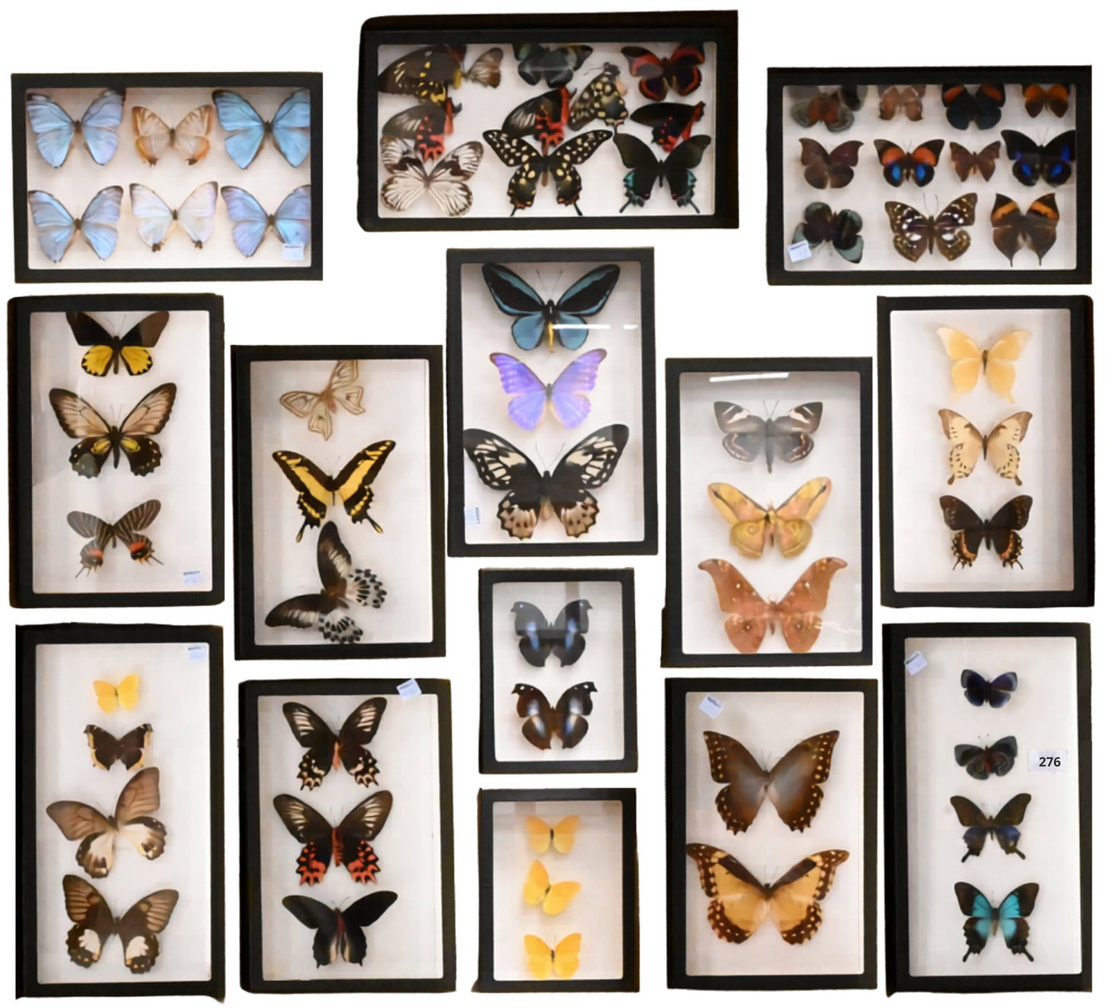 14 Framed Butterfly Specimen Entomology Display Shadow Boxes (1 of 6)