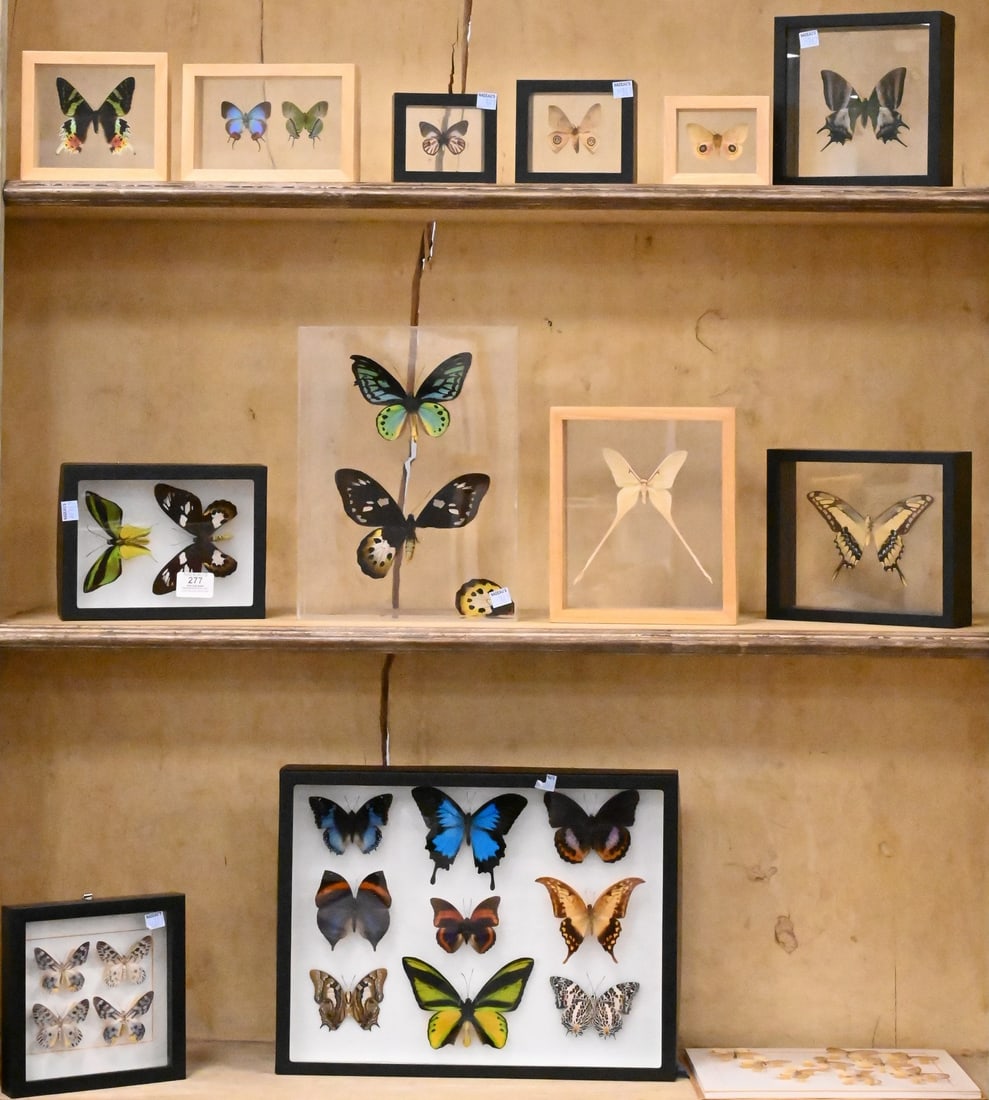 13 Framed Butterfly Specimen Entomology Display Shadow Boxes (1 of 8)