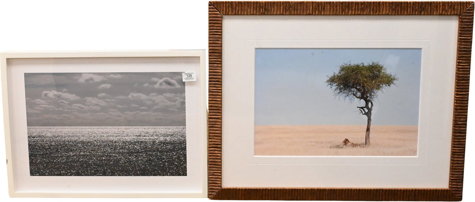 Eight Framed Decorative Prints: Eight Framed Decorative Prints to include photograph of a Ram's Head Skull 19 1/4" x 29 1/4" photograph of a lion under a tree 22" x 28" frame Four: Emily Cook (20th/21st Century) Photographs of