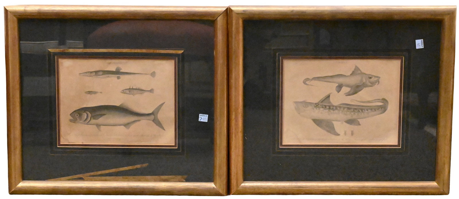 Six Framed Marine Engravings: Four Framed Fish Engravings by John Wilkes (British, 1766–1821) to include "Cyprinus", "Gasterosteus", "Chimaera", and "Gadus" Copperplate engravings from Encyclopaedia Londinensis, published