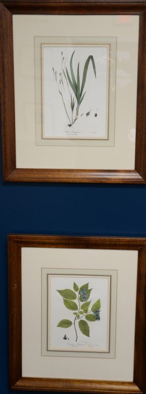 Set of thirteen John Torrey chromolithographs from (1 of 7)