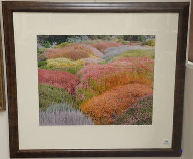 Christopher Burkett (1951)  Cibachrome  "Summer Heather: Christopher Burkett (1951) Cibachrome "Summer Heather Garden California 1994" printed 1999 print #43 signed in pencil on mat lower right signed and titled on reverse sight size 18" x 23"