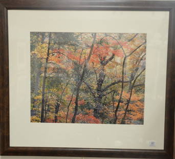 Christopher Burkett (1951) Cibachrome "Wildcat Hollow: Christopher Burkett (1951) Cibachrome "Wildcat Hollow Kentucky 1990" printed 1993 print #23 signed in pencil on mat lower right signed and titled on reverse sight size 18" x 23"