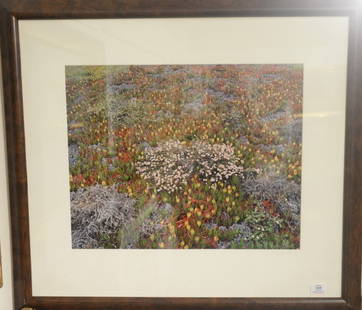 Christopher Burkett (1951) Cibachrome "Blossoming: Christopher Burkett (1951) Cibachrome "Blossoming Shrub and Ice Plants California 1996" printed 1998 print #5 signed in pencil on mat lower right signed and titled on reverse sight size 18" x 23"