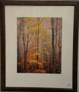 Christopher Burkett (1951) Cibachrome "Yellow Maple: Christopher Burkett (1951) Cibachrome "Yellow Maple Forest and Light Virginia 1991" printed 1991 print #38 signed in pencil on mat lower right signed and titled on reverse sight size 23" x 18"