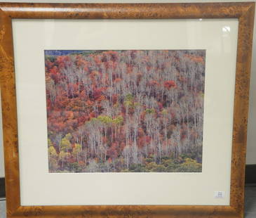 Christopher Burkett (1951) Cibachrome "Mountainside: Christopher Burkett (1951) Cibachrome "Mountainside Red Oak in Aspen Utah 1995" printed 1997 print #27 signed in pencil on mat lower right signed and titled on reverse sight size 18" x 23"