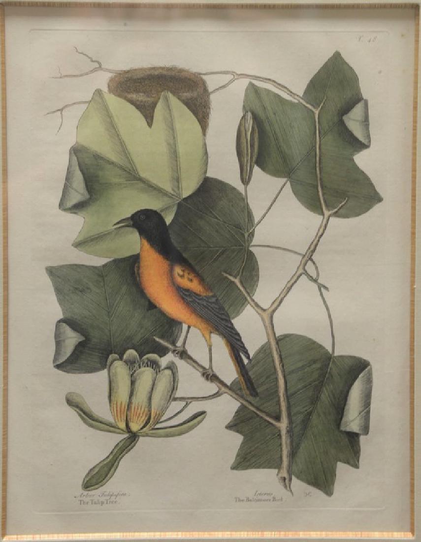 Mark Catesby (1682-1749) hand colored engraving: Mark Catesby (1682-1749) hand colored engraving marked lower right: Icterus The Baltimore Bird marked lower left: Arbor Tulipifera, The Tulip Tree T. 48 plate size 13 3/4" x 10 1/4" Provenance: