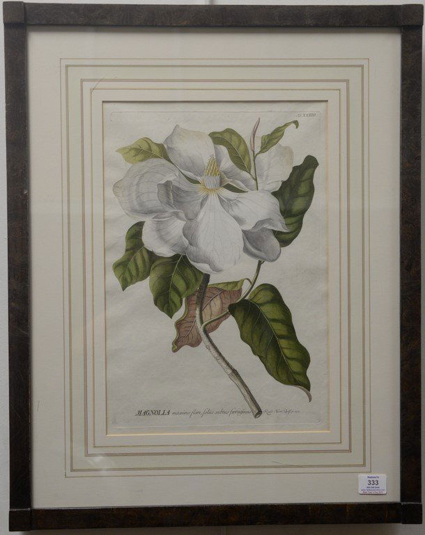 Georg Ehret  hand colored copper plate (1 of 5)