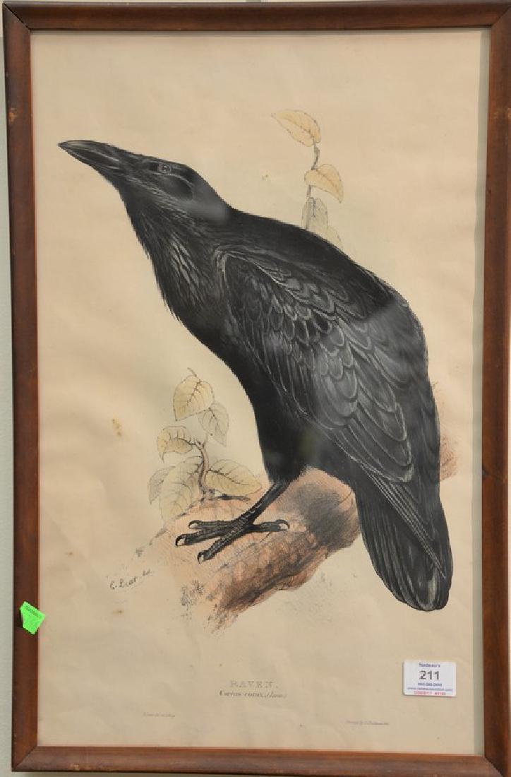 Edward Lear (1812-1888) hand colored lithograph: Edward Lear (1812-1888) hand colored lithograph Raven, Corvus Corax marked lower left: E. Lear del et Lithog marked lower right: Printed by Hullmandel 21 1/4" x 13 1/2"
