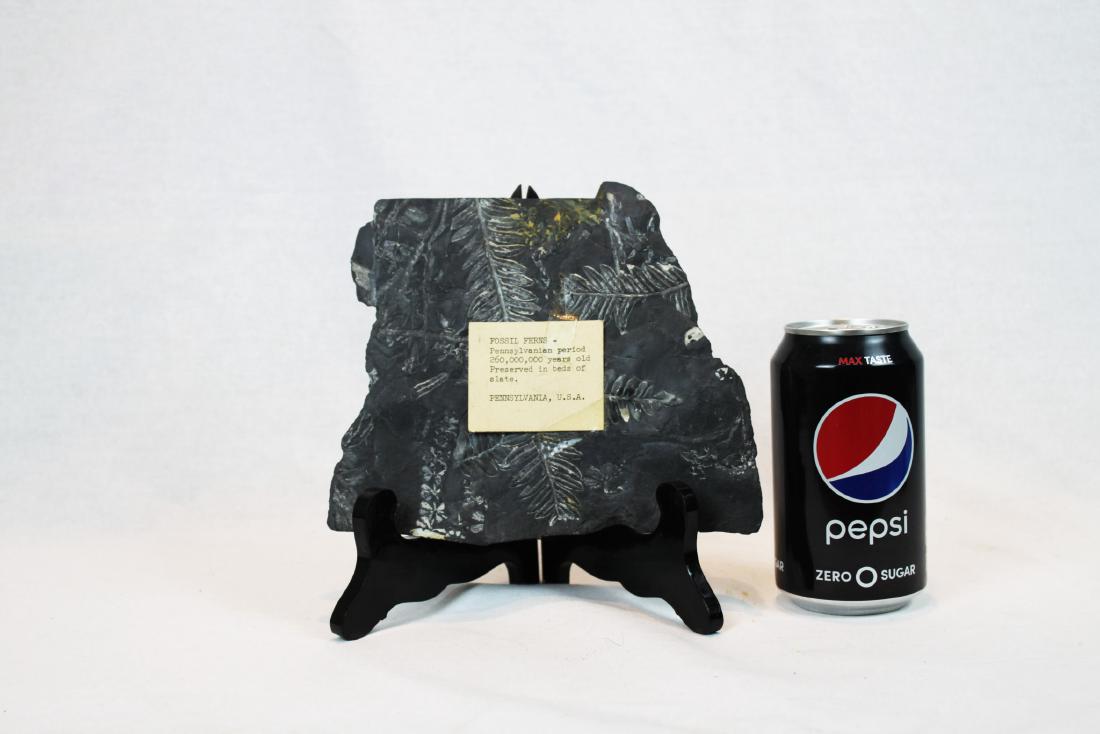 Fossil Ferns - 260 Million Years Old . Come with Wood (1 of 7)