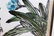 Antique Chinese Painting-Baishi Qi - 5