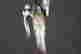 item-129494241=9