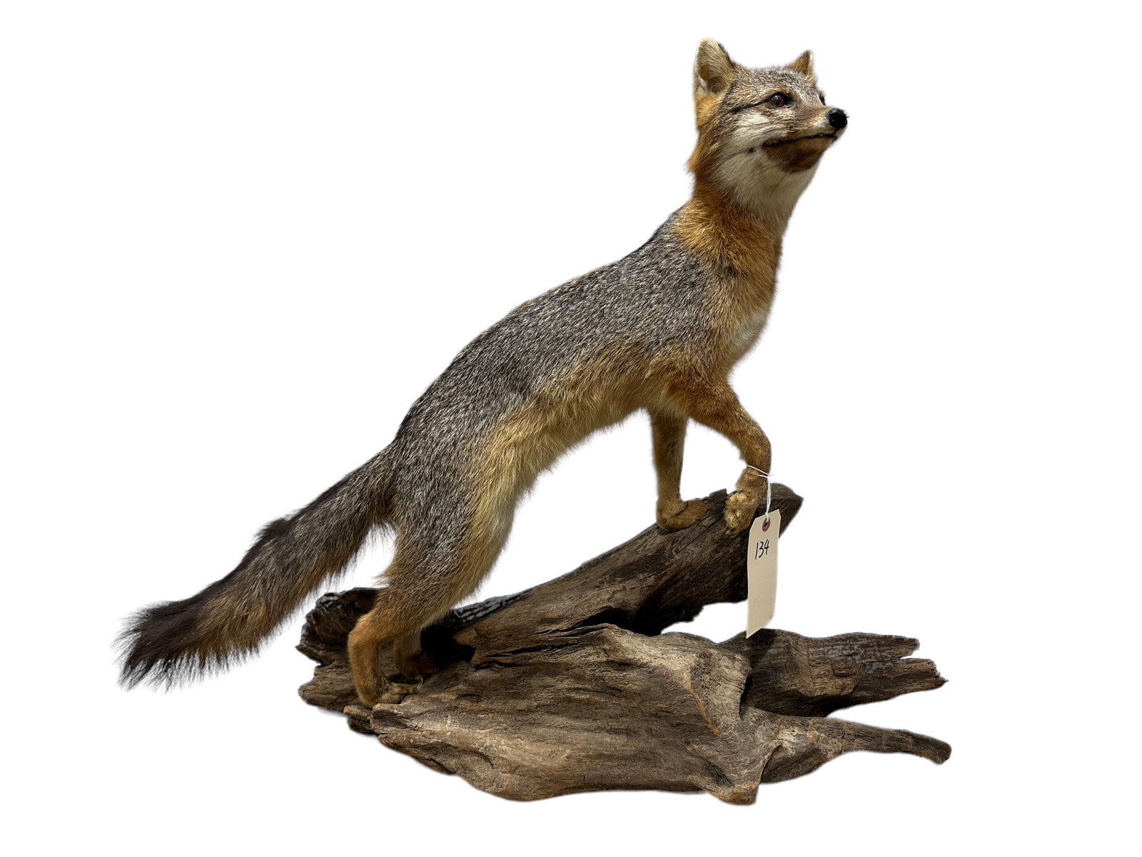 Taxidermy Fox (1 of 5)