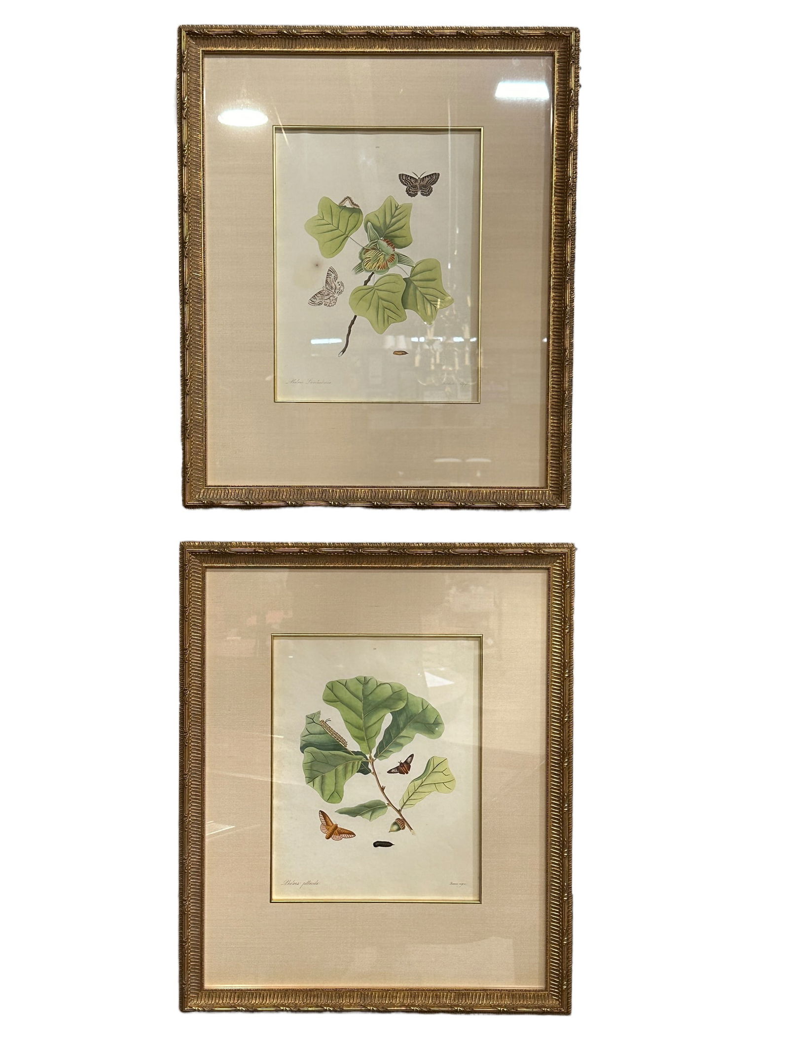 Pair of John Abbot Prints (1 of 8)