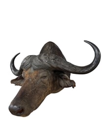 Huge Mounted Water Buffalo Taxidermy