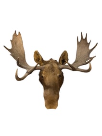 Huge Mounted Moose Taxidermy