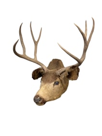 Taxidermy 8 Point Deer Head