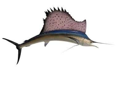 Large Wall Hanging Sailfish Taxidermy