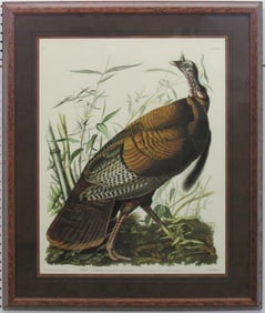 Wild Turkey Giclee by John J Audubon