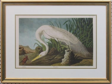 White Heron Giclee by John J Aubudon