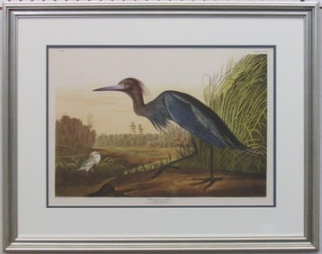 Blue Crane Giclee by John J Aubudon