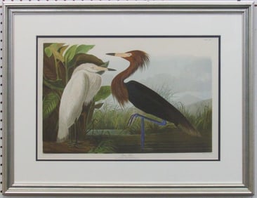Purple Heron Giclee by John J Aubudon